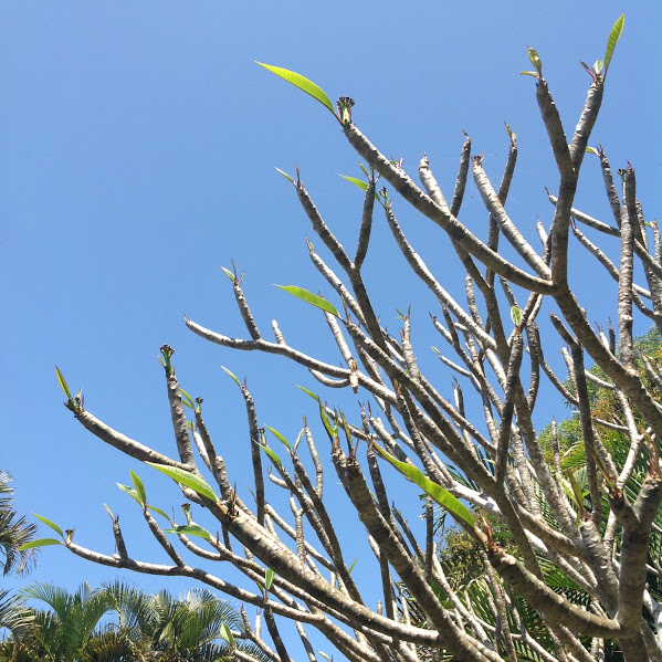 frangipani leaves