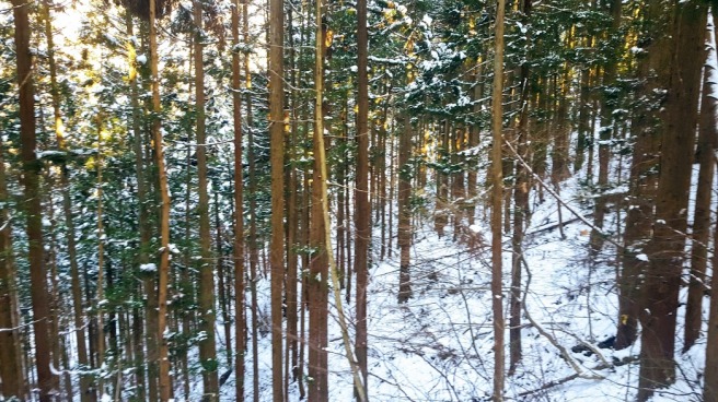 snow forest 3